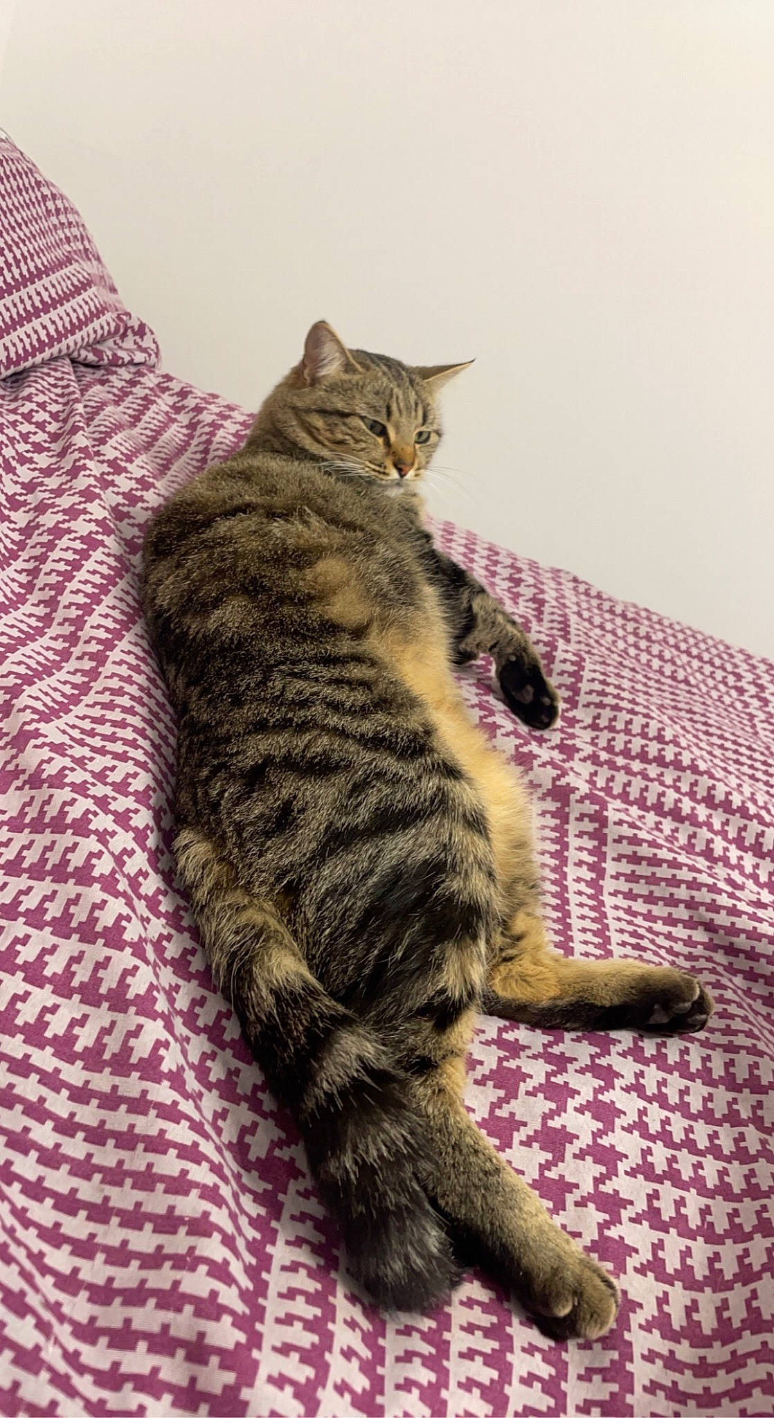 Roxy a rejoint le concours — aidez-le/la à gagner de superbes lots ! carnivore, cat, claw, comfort, domestic_short_haired_cat, felidae, fur, pattern, paw, sitting, small_to_medium_sized_cats, tail, terrestrial_animal, whiskers