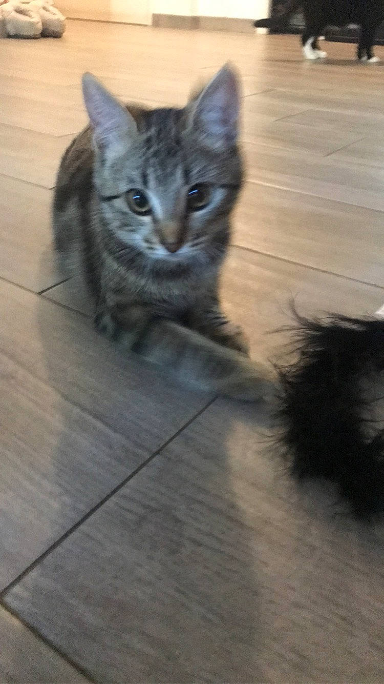 Roxy participe au concours pour gagner de l'argent avec cette photo : automotive_tire, carnivore, cat, domestic_short_haired_cat, felidae, floor, flooring, fur, grey, hardwood, laminate_flooring, paw, road_surface, sitting, small_to_medium_sized_cats, snout, tail, terrestrial_animal, whiskers, wood