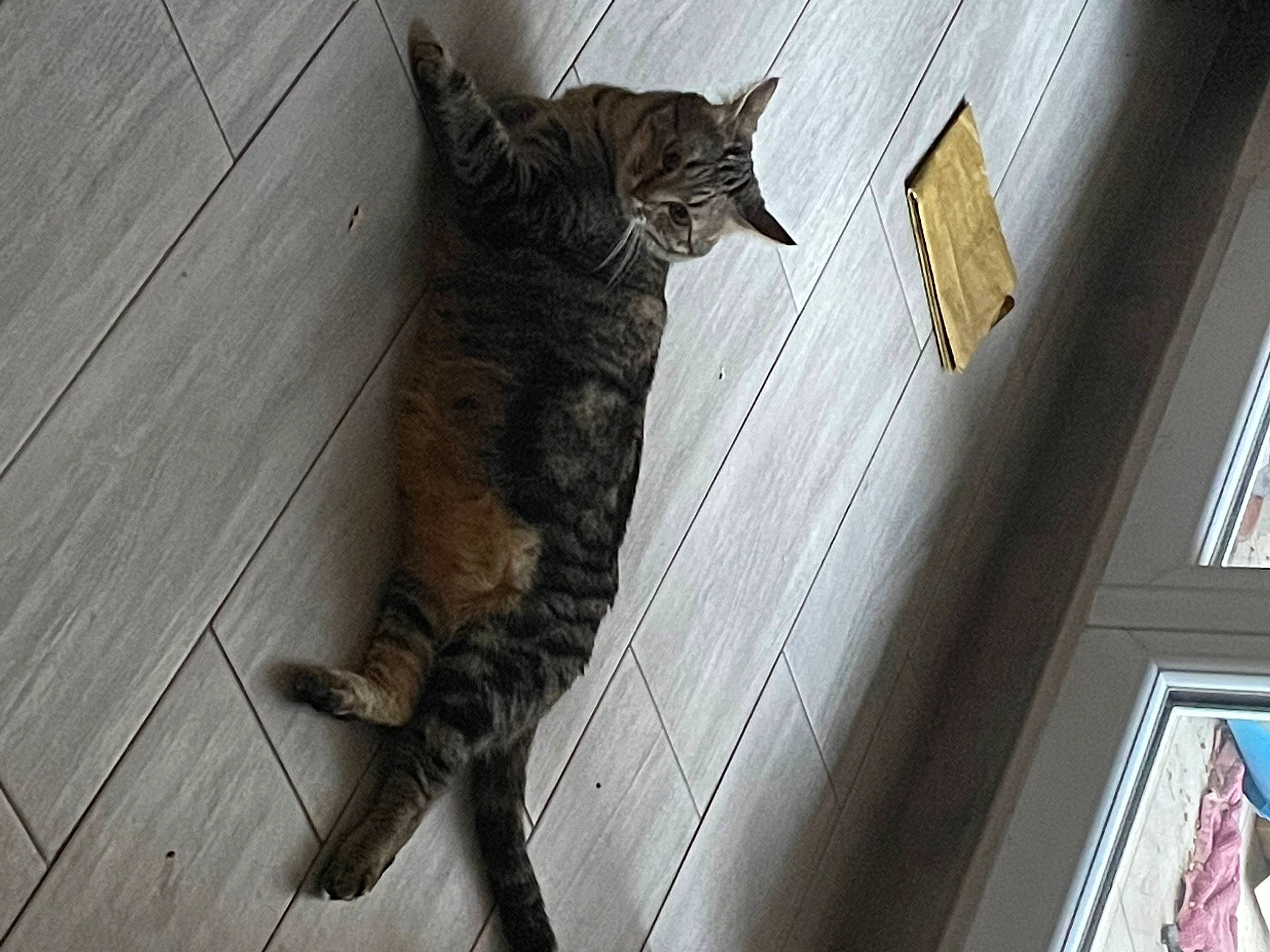 Roxy a rejoint le concours — aidez-le/la à gagner de superbes lots ! carnivore, cat, claw, domestic_short_haired_cat, door, felidae, floor, flooring, fur, hardwood, paw, small_to_medium_sized_cats, snout, tail, terrestrial_animal, whiskers, window, wood, wood_flooring, wood_stain