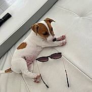 Snow a rejoint le concours — aidez-le/la à gagner de superbes lots ! puppy, dog, white, brown, leather_couch, sunglasses, pet, indoor, cute, small_dog, relaxing, fur, animal, domestic_animal, resting, pink_paw_pads, young_dog, side_view, floor, remote_control