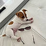 puppy, dog, white, brown, leather_couch, sunglasses, pet, indoor, cute, small_dog, relaxing, fur, animal, domestic_animal, resting, pink_paw_pads, young_dog, side_view, floor, remote_control