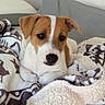 puppy, dog, brown_and_white, blanket, cozy, cute, pet, animal, indoor, couch, soft, fur, young_dog, resting, looking, ears, snout, comfort, domestic_animal, face