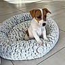 puppy, dog, pet_bed, fluffy, white, brown, small_dog, indoor, tile_floor, cute, young_animal, domestic_animal, fur, ears, sitting, looking, curious, animal_bed, resting_place, home