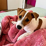 Snow a rejoint le concours — aidez-le/la à gagner de superbes lots ! animal, bed, blanket, companion, cozy, cute, dog, domestic, ears, face, fur, indoor, jack_russell, looking, pet, pink, puppy, resting, soft, young