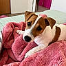 animal, bed, blanket, companion, cozy, cute, dog, domestic, ears, face, fur, indoor, jack_russell, looking, pet, pink, puppy, resting, soft, young
