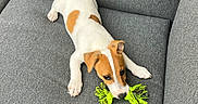 Snow a rejoint le concours — aidez-le/la à gagner de superbes lots ! puppy, dog, toy, rope_toy, playing, couch, gray_couch, pet, animal, young_dog, white_fur, brown_spots, indoor, cute, small_dog, pet_toy, resting, looking_up, canine, home