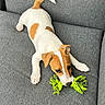 puppy, dog, toy, rope_toy, playing, couch, gray_couch, pet, animal, young_dog, white_fur, brown_spots, indoor, cute, small_dog, pet_toy, resting, looking_up, canine, home