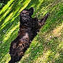 animal, black_dog, canine, daytime, dog, flowers, fur, garden, grass, greenery, laying_down, nature, outdoor, peaceful, pet, relaxing, resting, shadow, summer, sunlight