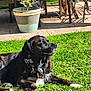 animal, backyard, black_fur, canine, daytime, dog, fur, garden, grass, nature, outdoor, peaceful, pet, potted_plant, relaxing, resting, sunlight, sunny_day, white_patches, wooden_chair