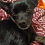 Susie is registered to the contest to win money with this photo: dog, black_dog, pet, close_up, animal, fur, ears, blanket, red_blanket, indoor, resting, looking_at_camera, cute, canine, companion, laying, muzzle, whiskers, domestic_animal, cozy