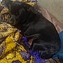 Susie joined the competition — help win amazing prizes! dog, black_dog, blanket, patterned_blanket, purple, yellow, sleeping, curled_up, indoor, carpet, resting, cozy, fur, pet, comfort, relaxed, home, fabric, textile, soft