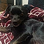 dog, black_dog, pet, blanket, patterned_blanket, indoor, furniture, dresser, relaxed, calm, fur, animal, mammal, companion, lying_down, close_up, face, ears, household, home