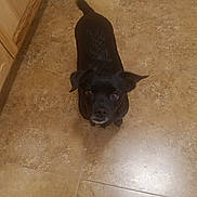 Susie joined the competition — help win amazing prizes! dog, black_dog, floor, tile_floor, indoor, pet, looking_up, ears, small_dog, cute, animal, canine, waiting, home, floor_tiles, brown_tiles, adorable, companion, alert, domestic