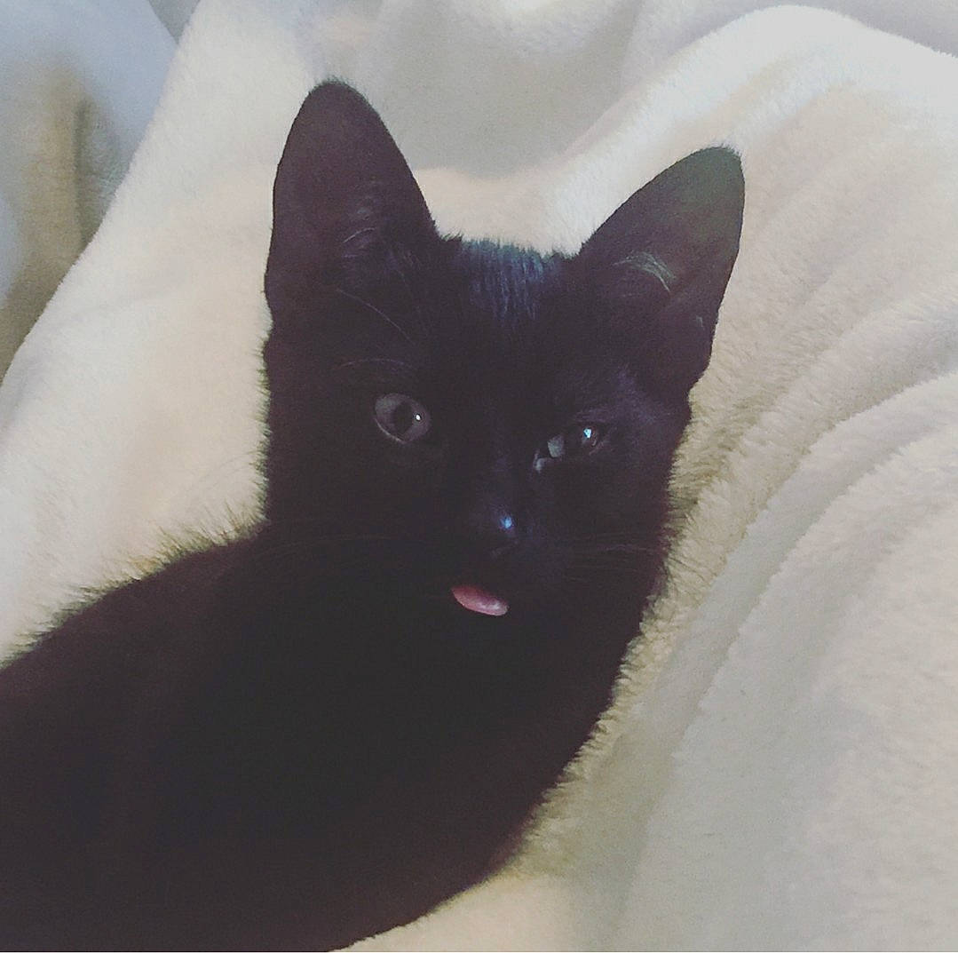 Morty joined the competition — help win amazing prizes! asian, black, black_cat, bombay, burmese, carnivore, cat, domestic_short_haired_cat, eye, felidae, mammal, small_to_medium_sized_cats, snout, tail, vertebrate, whiskers