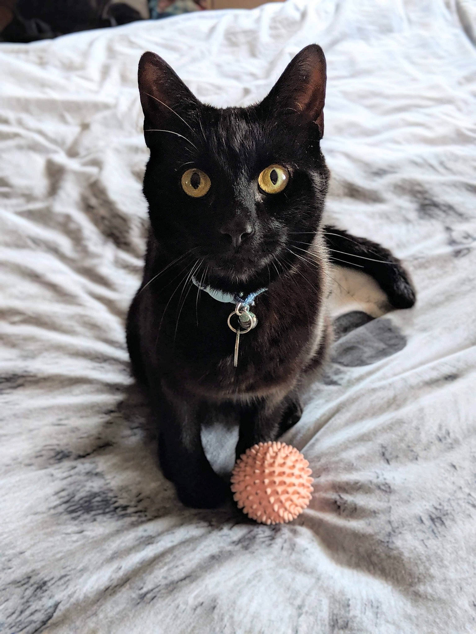Rick is registered to the contest to win money with this photo: asian, black, black_cat, bombay, carnivore, cat, domestic_short_haired_cat, eye, felidae, german_rex, havana_brown, kitten, mammal, small_to_medium_sized_cats, whiskers