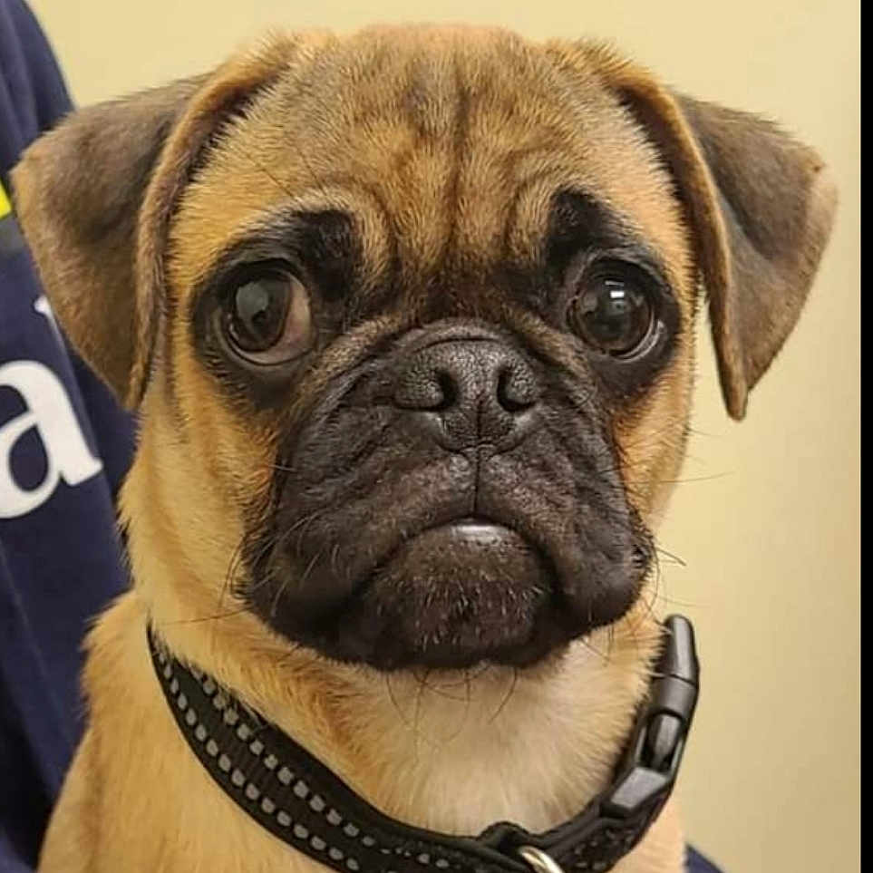 Harley