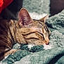 Uma a rejoint le concours — aidez-le/la à gagner de superbes lots ! cat, tabby, sleeping, close_up, pet, feline, fur, cozy, blanket, indoor, resting, cute, animal, whiskers, soft, relaxation, peaceful, nap, ears, comfort