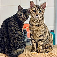 Uma participe au concours pour gagner de l'argent avec cette photo : cat, tabby_cat, pets, animal, feline, striped, wooden_surface, indoor, domestic, curious, sitting, two_animals, close_up, whiskers, ears, eyes, fur, background_blur, kitchen, companion