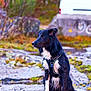 Sparrow participe au concours pour gagner de l'argent avec cette photo : dog, black_dog, white_fur, harness, sitting, outdoor, rocky_ground, nature, urban, graffiti, vehicle, concrete, wall, greenery, moss, blurred_background, pet, animal, canine, fur