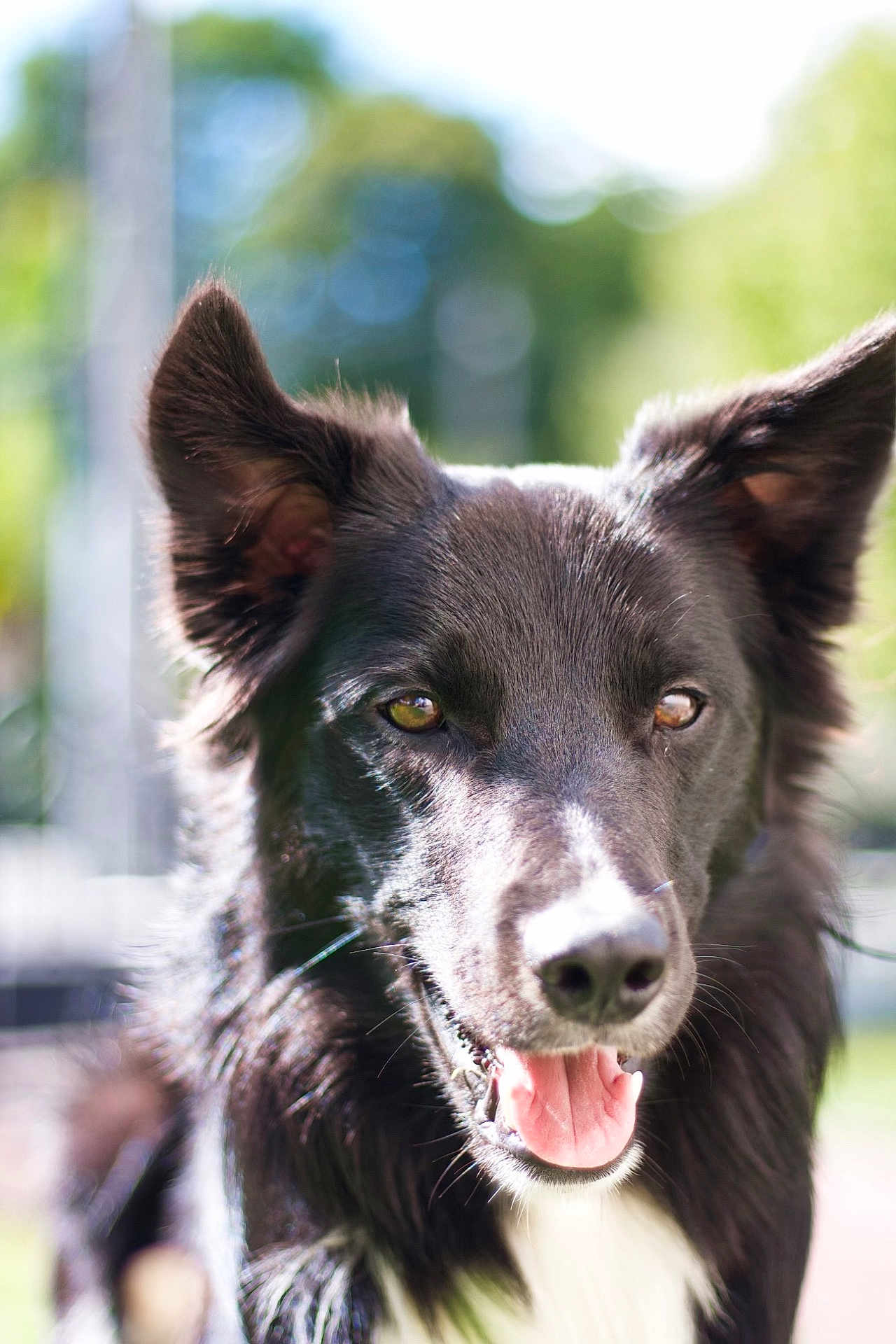 Sparrow a rejoint le concours — aidez-le/la à gagner de superbes lots ! dog, black_dog, close_up, portrait, animal, pet, happy, ears, tongue, outdoor, sunlight, nature, fur, canine, muzzle, friendly, expression, tongue_out, daylight, background_blur
