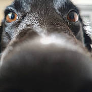 Sparrow participe au concours pour gagner de l'argent avec cette photo : dog, close_up, nose, eyes, black_fur, pet, animal, curious, snout, whiskers, indoor, face, muzzle, canine, portrait, fur, macro, expression, domestic_animal, looking