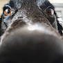 dog, close_up, nose, eyes, black_fur, pet, animal, curious, snout, whiskers, indoor, face, muzzle, canine, portrait, fur, macro, expression, domestic_animal, looking