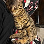 Floky participe au concours pour gagner de l'argent avec cette photo : cat, tabby, sleeping, pajamas, hello_kitty, pet, animal, fur, cozy, relaxed, indoor, lap, cute, resting, striped, clothing, person, legs, home, soft