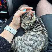 Floky a rejoint le concours — aidez-le/la à gagner de superbes lots ! kitten, cat, sleeping, hand, nail_polish, watch, lap, striped_fur, black_sweater, car_interior, person, legs, skirt, comfort, cozy, pet, animal, resting, closeup, cuddling