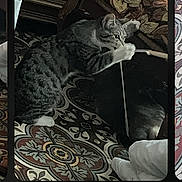 Tekila participe au concours pour gagner de l'argent avec cette photo : cat, tabby_cat, pet, animal, feline, striped_fur, lying_down, playing, string, paw, whiskers, ears, blanket, bed, patterned_fabric, indoor, phone_screenshot, gallery_interface, banana_emoji, relaxed