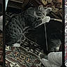 cat, tabby_cat, pet, animal, feline, striped_fur, lying_down, playing, string, paw, whiskers, ears, blanket, bed, patterned_fabric, indoor, phone_screenshot, gallery_interface, banana_emoji, relaxed