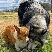 Maxie And Somi is registered to the contest to win money with this photo: dog, husky, corgi, grass, outdoor, park, fence, sky, clouds, pet, animal, sniffing, friendship, canine, nature, daytime, brown, black_and_white, cute, fluffy
