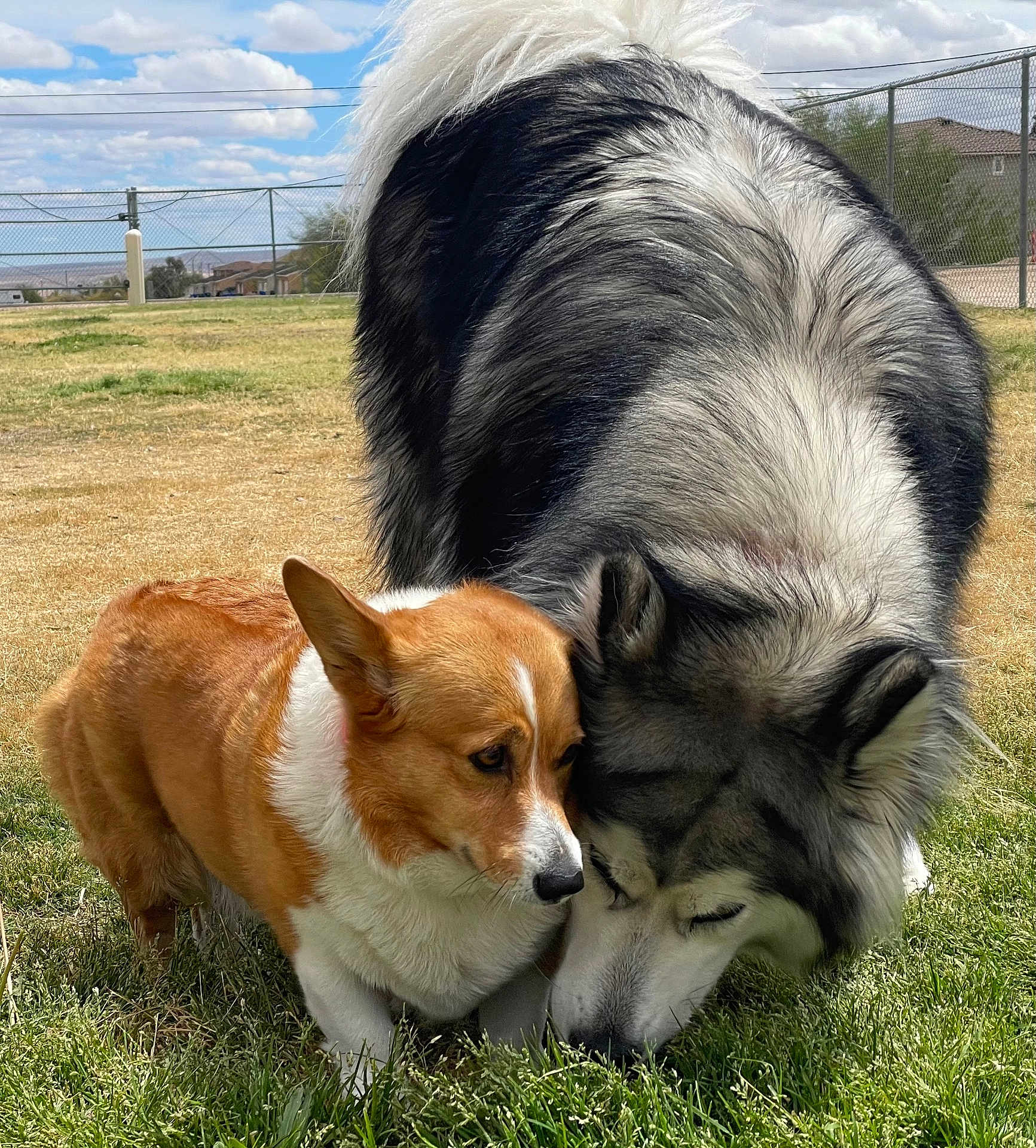 Maxie And Somi is registered to the contest to win money with this photo: dog, husky, corgi, grass, outdoor, park, fence, sky, clouds, pet, animal, sniffing, friendship, canine, nature, daytime, brown, black_and_white, cute, fluffy