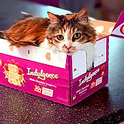 Honey joined the competition — help win amazing prizes! animal, blurred_background, box, calico, cardboard_box, cat, close_up, countertop, cute, ears, face, fur, indoor, indulgence, pet, raspberry, relaxed, table, whiskers, white_chocolate