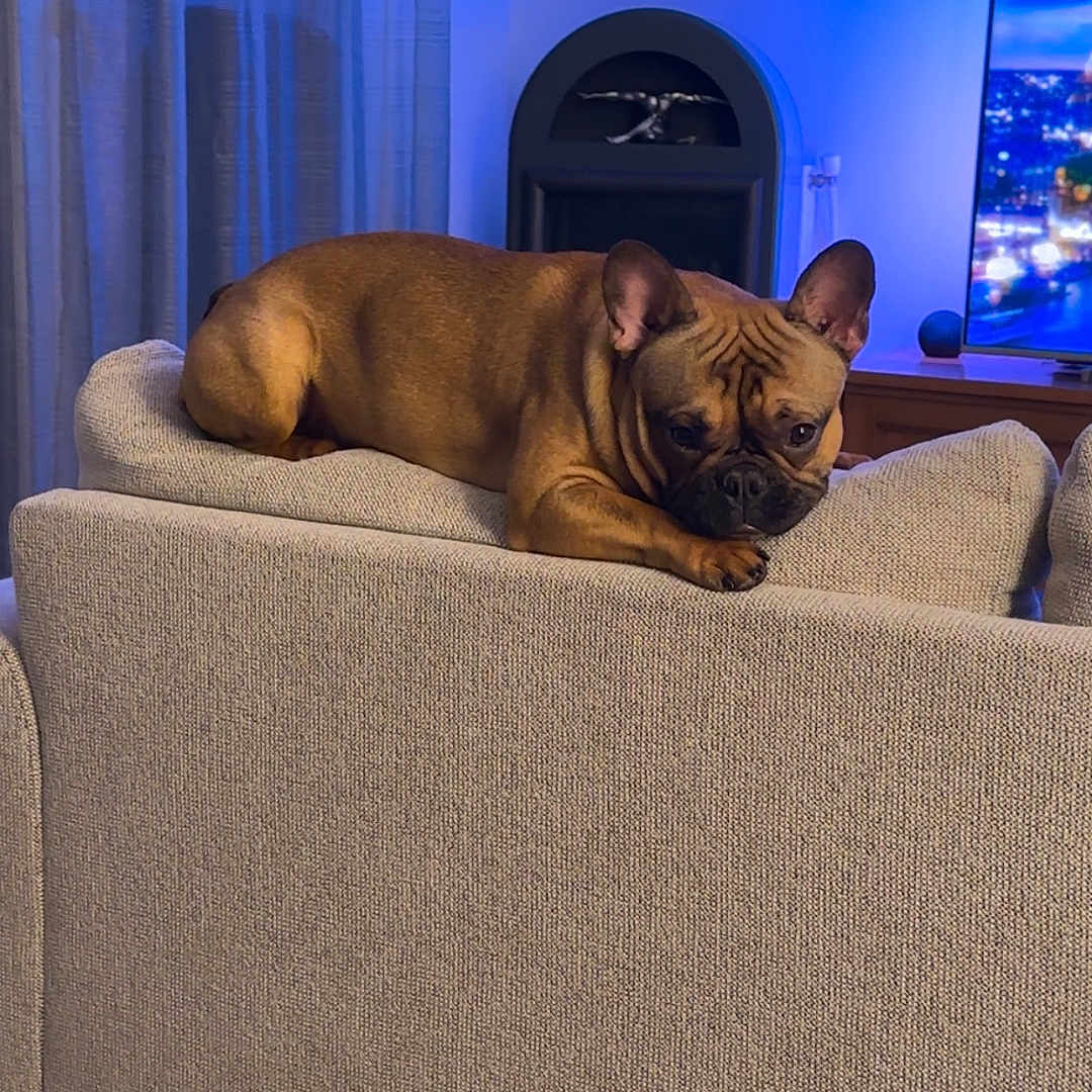 Vegas a rejoint le concours — aidez-le/la à gagner de superbes lots ! ambient_light, blue_light, brown_dog, couch, cozy, curtains, decor, dog, electronics, french_bulldog, furniture, home, indoor, living_room, modern, pet, relaxed, sofa, television, wooden_floor