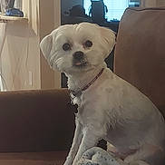 Crew joined the competition — help win amazing prizes! dog, white_dog, small_dog, pet, couch, blanket, indoor, home, fur, collar, animal, sitting, cute, companion, domestic, furniture, relaxing, household, portrait, cozy