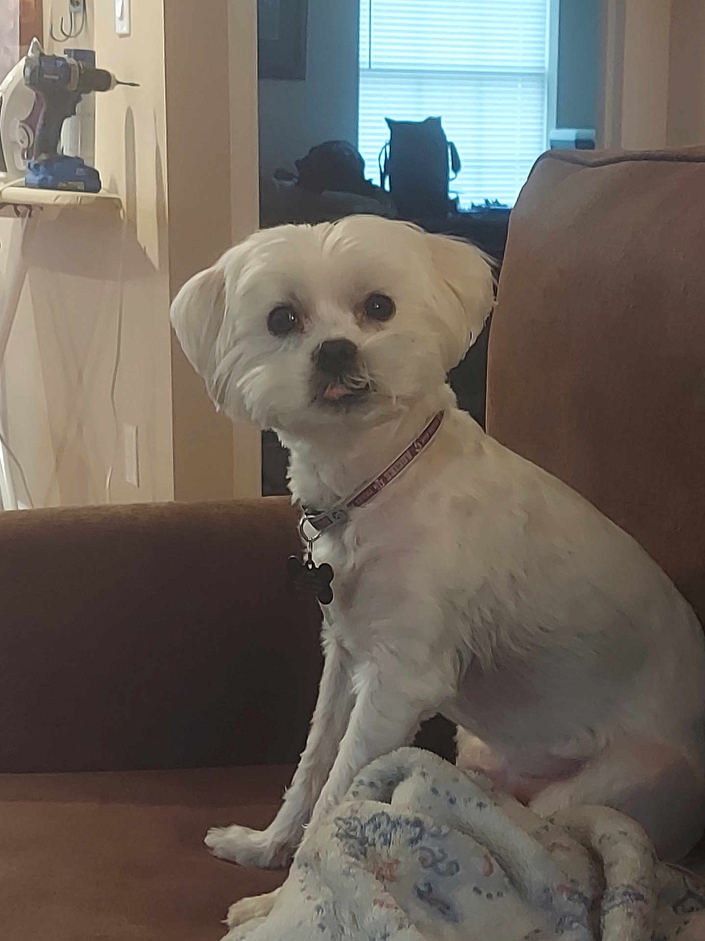 Crew joined the competition — help win amazing prizes! dog, white_dog, small_dog, pet, couch, blanket, indoor, home, fur, collar, animal, sitting, cute, companion, domestic, furniture, relaxing, household, portrait, cozy