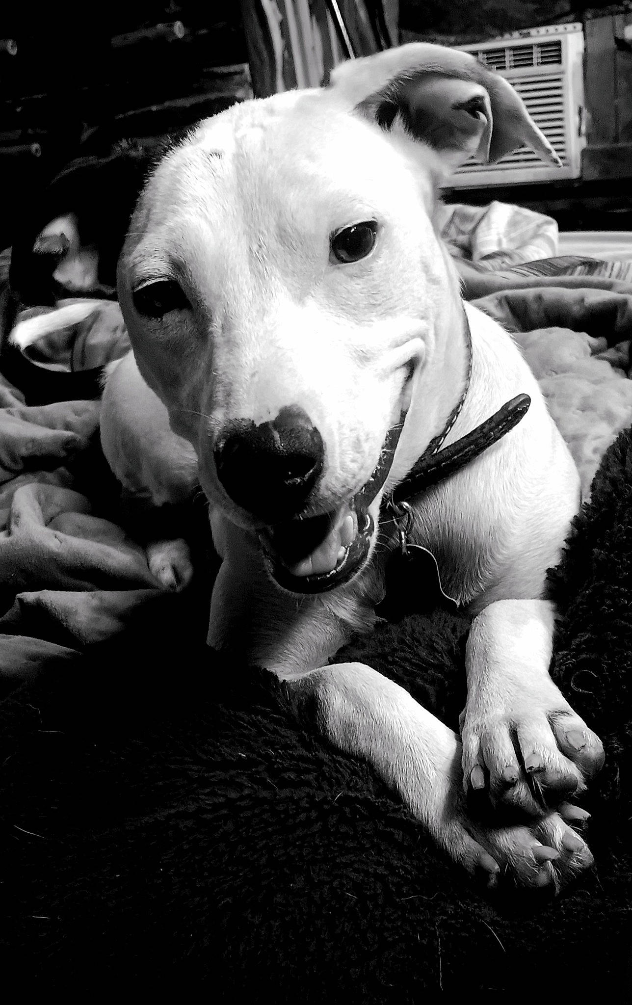 Ella is registered to the contest to win money with this photo: black, black_and_white, canidae, carnivore, collar, companion_dog, dog, dog_breed, fawn, happy, jaw, monochrome, monochrome_photography, photograph, sporting_group, stock_photography, style, whiskers, white, working_animal