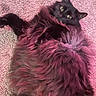 animal, belly_up, black_cat, carpet, cat, ears, feline, fluffy, fur, green_eyes, indoor, long_hair, lying_down, pet, pink_background, playful, portrait, relaxed, tail, whiskers