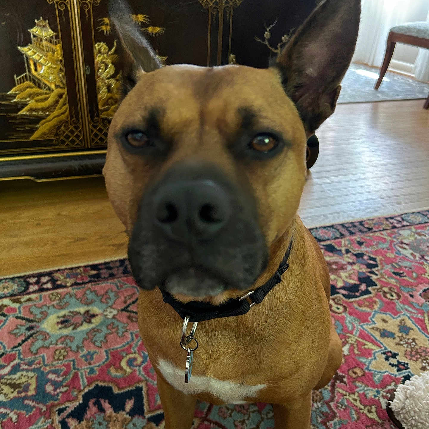 Teddy joined the competition — help win amazing prizes! animal, brown_dog, cabinet, canine, carpet, closeup, collar, decor, dog, domestic, ears, floor, furniture, home, house, indoor, pet, rug, sitting, wooden_floor