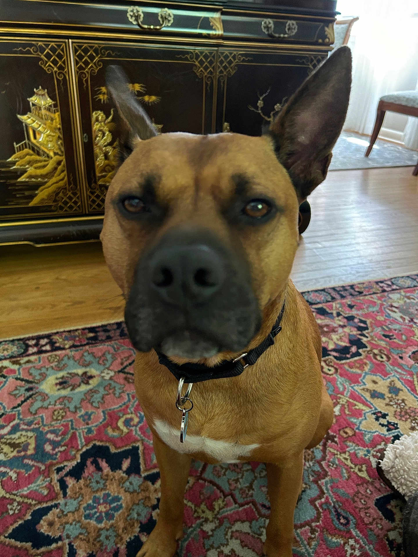 Teddy joined the competition — help win amazing prizes! animal, brown_dog, cabinet, canine, carpet, closeup, collar, decor, dog, domestic, ears, floor, furniture, home, house, indoor, pet, rug, sitting, wooden_floor