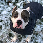 Junka participe au concours pour gagner de l'argent avec cette photo : animal, bostonbull, boxer, bulldog, canine, clothing, coat, dog, frenchbulldog, jacket, person, pet, pitbull, puppy, snout, walkingdog, whitedog