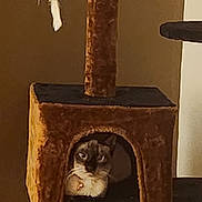 Sassy joined the competition — help win amazing prizes! cat, feline, pet, animal, cat_tower, scratching_post, wooden_furniture, indoor, home, brown, black_and_white, sitting, looking_at_camera, fluffy, whiskers, eyes, toy, cozy, portrait, vertical_photo
