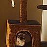 cat, feline, pet, animal, cat_tower, scratching_post, wooden_furniture, indoor, home, brown, black_and_white, sitting, looking_at_camera, fluffy, whiskers, eyes, toy, cozy, portrait, vertical_photo