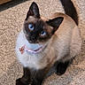 Sassy joined the competition — help win amazing prizes! cat, siamese_cat, blue_eyes, pet, animal, collar, bell, pink_collar, sitting, indoors, carpet, floor, tail, whiskers, pointed_ears, cream_fur, dark_face, dark_legs, portrait, home