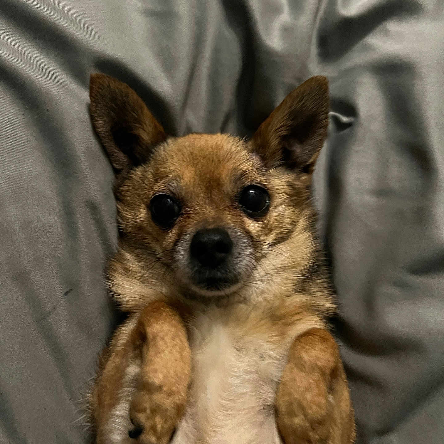 Sophie is registered to the contest to win money with this photo: animal, canine, chihuahua, cockerspaniel, couch, dog, furniture, germanshepherd, hound, papillon, pet, poodle, puppy, snout, terrier