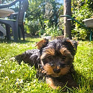 Baloo participe au concours pour gagner de l'argent avec cette photo : animal, backyard, cute, daylight, dog, flowers, fur, garden, grass, greenery, nature, outdoor, pet, plastic_chair, puppy, relaxing, small, summer, sunlight, tree