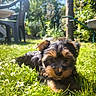 animal, backyard, cute, daylight, dog, flowers, fur, garden, grass, greenery, nature, outdoor, pet, plastic_chair, puppy, relaxing, small, summer, sunlight, tree