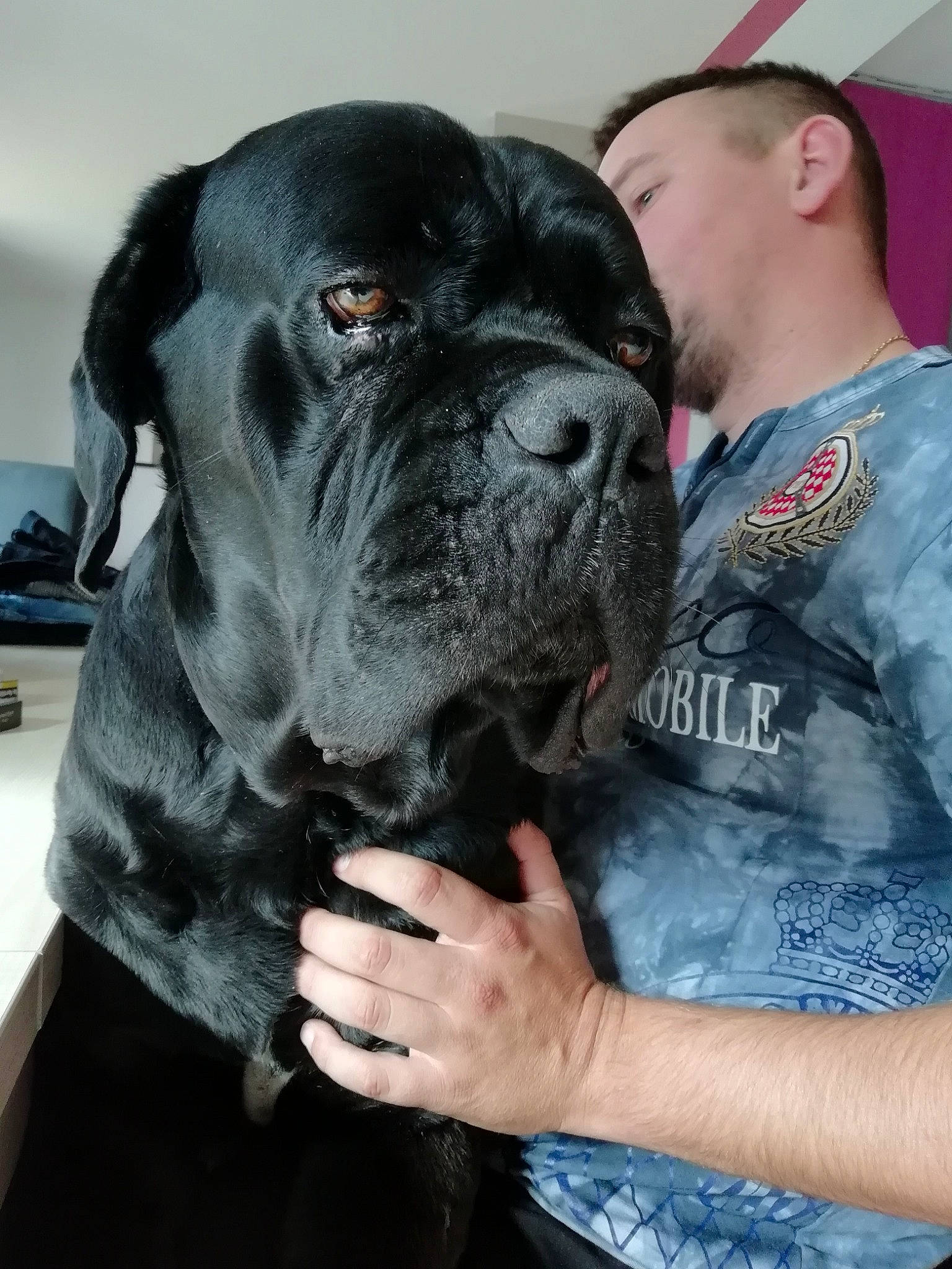 Jungo a rejoint le concours — aidez-le/la à gagner de superbes lots ! bandog, bullmastiff, cane_corso, canidae, carnivore, companion_dog, dog, dog_breed, giant_dog_breed, guard_dog, korean_mastiff, mammal, molosser, rare_breed_dog, snout, sporting_group, vertebrate, working_dog