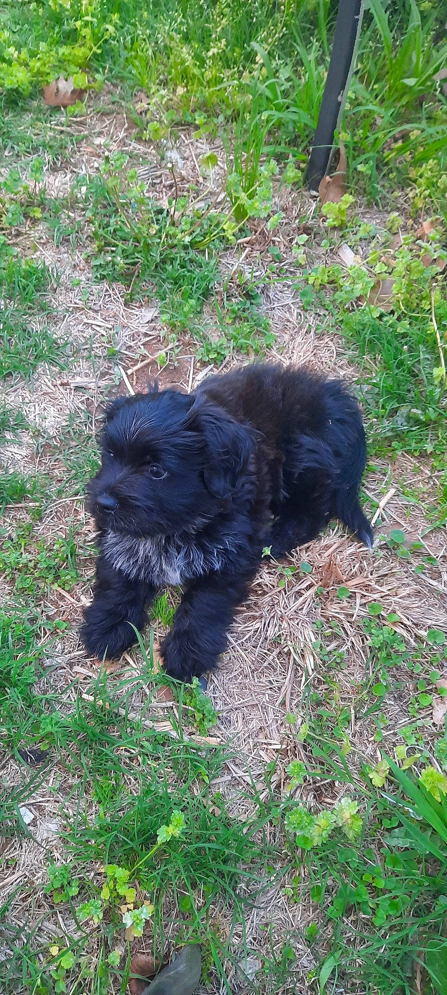 Tinktink joined the competition — help win amazing prizes! canidae, carnivore, companion_dog, dog, dog_breed, fur, grass, groundcover, liver, maltepoo, non_sporting_group, puppy, small_terrier, snout, soil, sporting_group, terrestrial_animal, terrier, toy_dog, working_animal