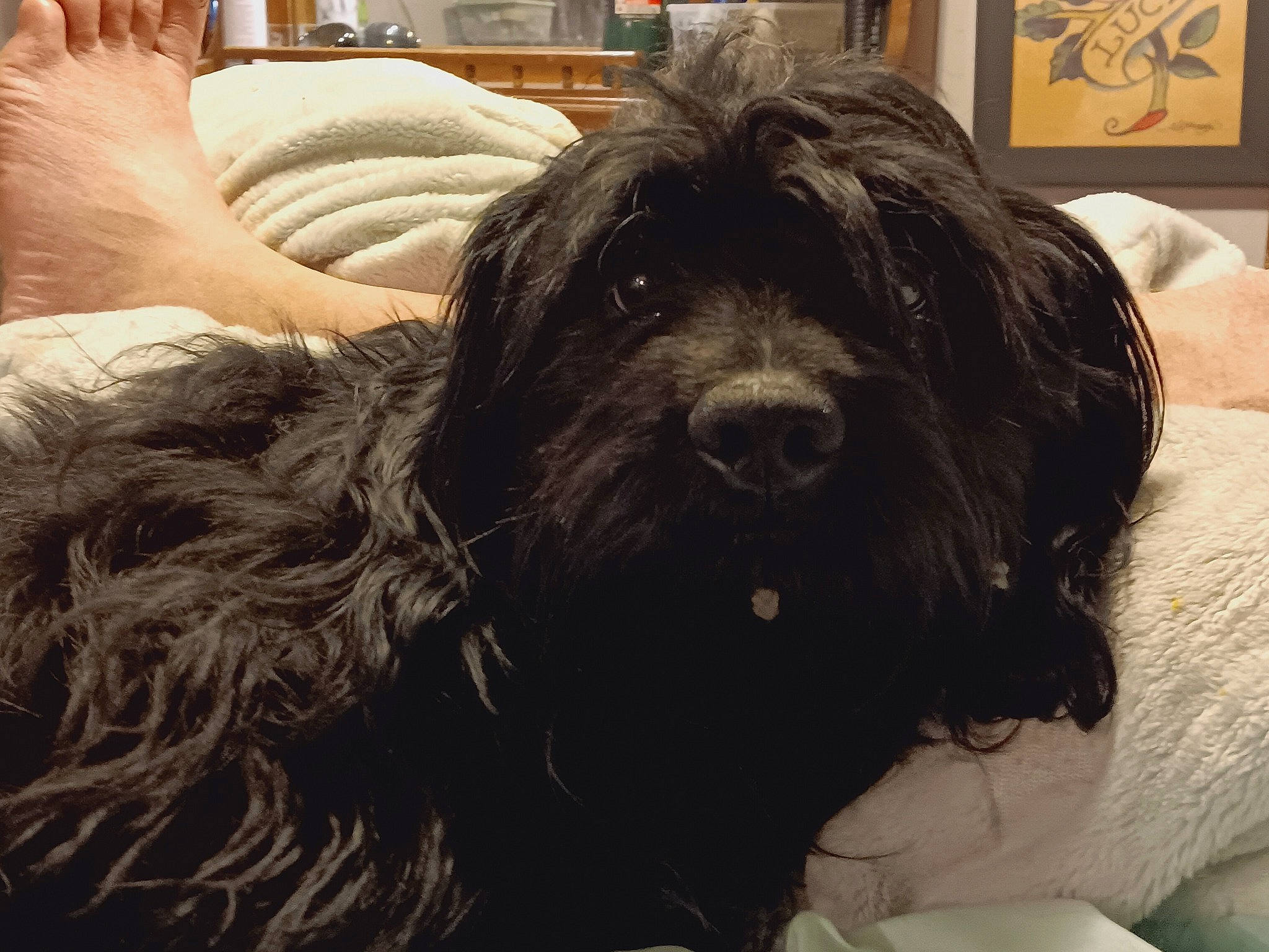 Tinktink joined the competition — help win amazing prizes! canidae, carnivore, comfort, companion_dog, dog, dog_breed, dog_collar, ear, fur, giant_dog_breed, liver, picture_frame, pudelpointer, schapendoes, snout, spaniel, sporting_group, water_dog, working_animal, working_dog